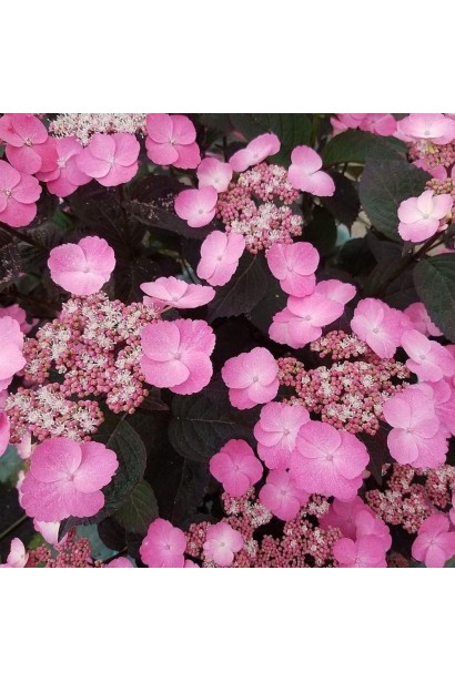 Кущ гортензії Daredevil із насичено-рожевими суцвіттями на тлі густого зеленого листя.